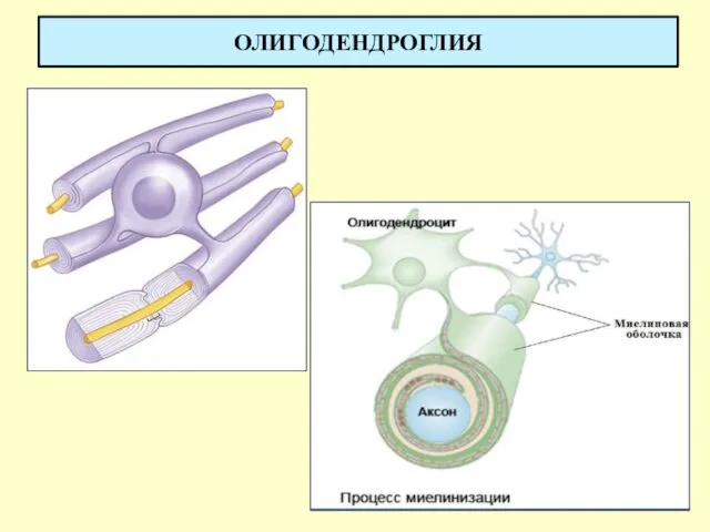 ОЛИГОДЕНДРОГЛИЯ