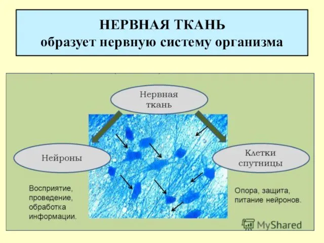 НЕРВНАЯ ТКАНЬ образует нервную систему организма