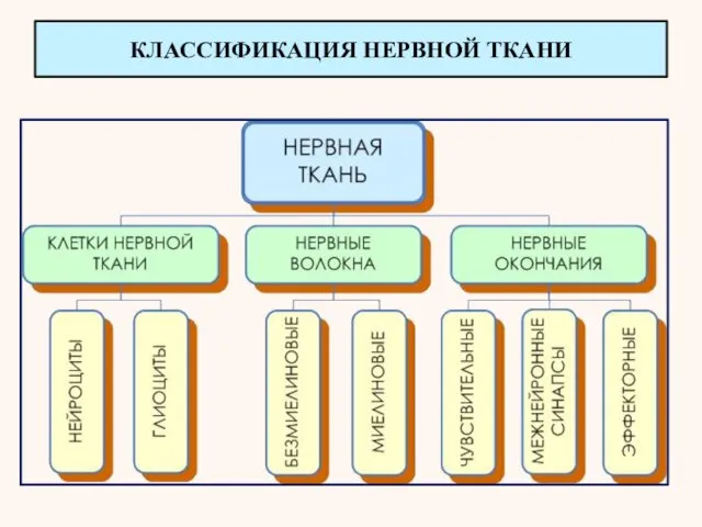 КЛАССИФИКАЦИЯ НЕРВНОЙ ТКАНИ