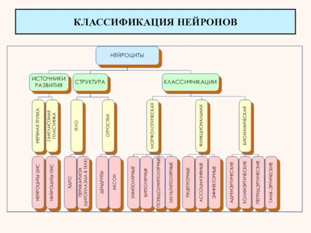 КЛАССИФИКАЦИЯ НЕЙРОНОВ