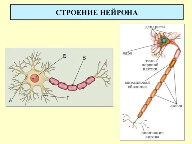 СТРОЕНИЕ НЕЙРОНА