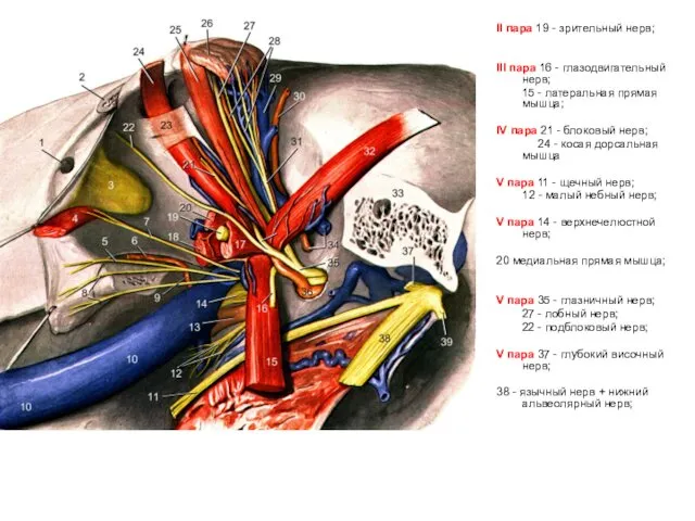 II пара 19 - зрительный нерв; III пара 16 - глазодвигательный