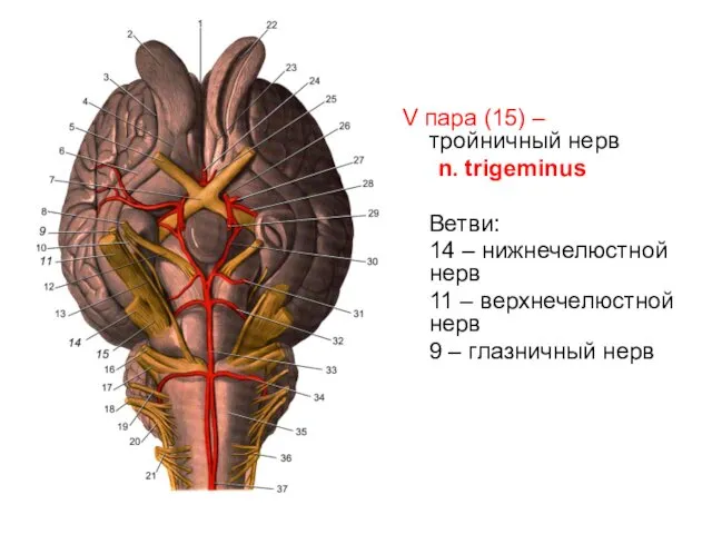 V пара (15) – тройничный нерв n. trigeminus Ветви: 14 –