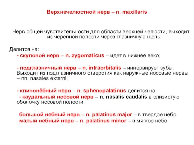 Верхнечелюстной нерв – n. maxillaris Нерв общей чувствительности для области верхней