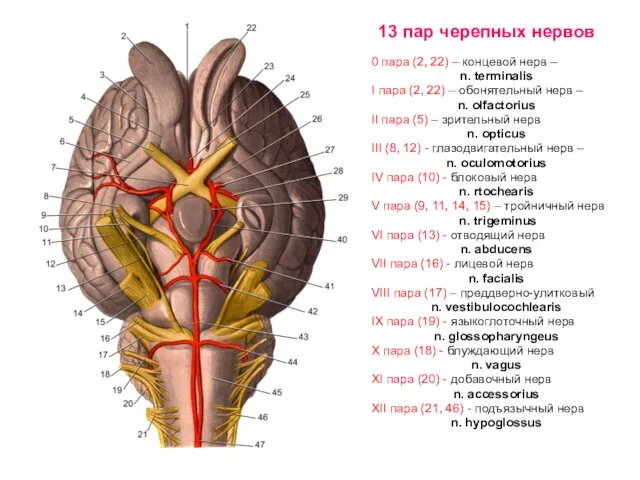 13 пар черепных нервов 0 пара (2, 22) – концевой нерв