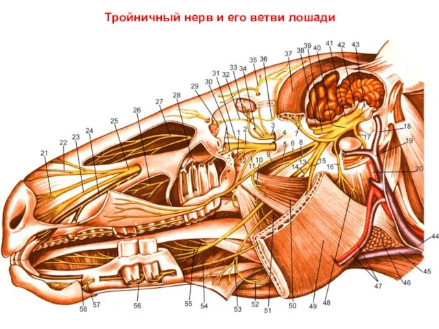 Тройничный нерв и его ветви лошади