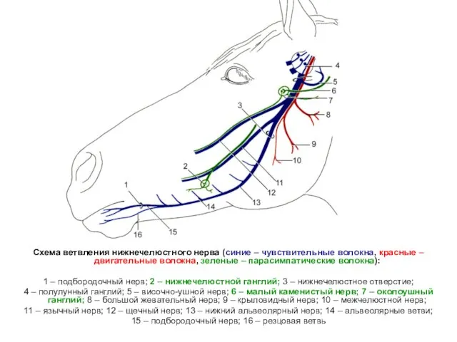 Схема ветвления нижнечелюстного нерва (синие – чувствительные волокна, красные – двигательные