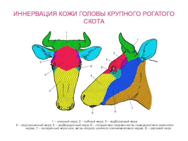 ИННЕРВАЦИЯ КОЖИ ГОЛОВЫ КРУПНОГО РОГАТОГО СКОТА 1 – слезный нерв; 2