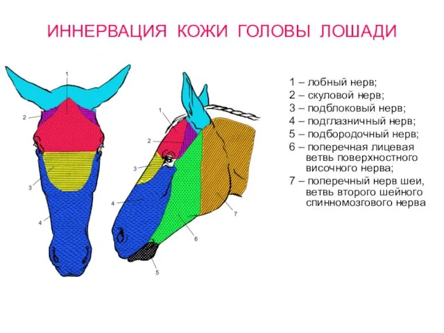 ИННЕРВАЦИЯ КОЖИ ГОЛОВЫ ЛОШАДИ 1 – лобный нерв; 2 – скуловой