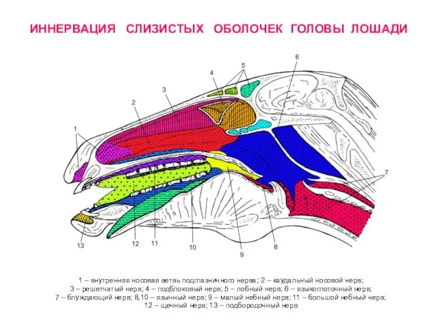 ИННЕРВАЦИЯ СЛИЗИСТЫХ ОБОЛОЧЕК ГОЛОВЫ ЛОШАДИ 1 – внутренняя носовая ветвь подглазничного