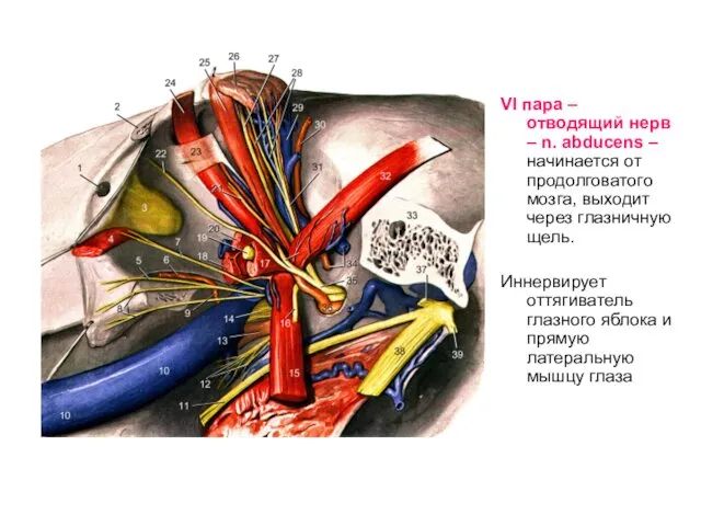 VI пара – отводящий нерв – n. abducens – начинается от