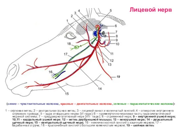 Лицевой нерв (синие – чувствительные волокна, красные – двигательные волокна, зеленые
