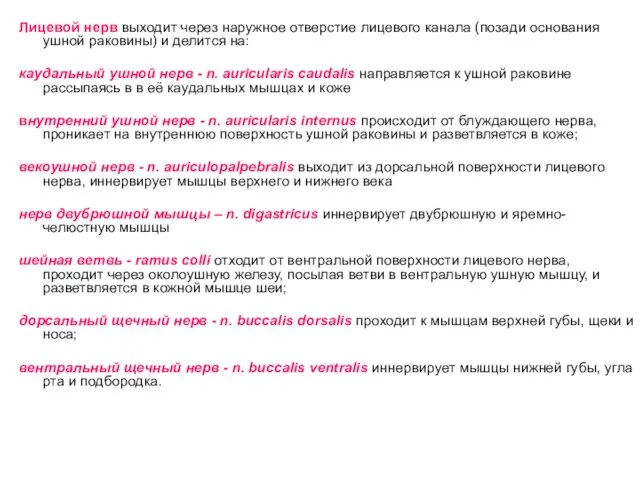 Лицевой нерв выходит через наружное отверстие лицевого канала (позади основания ушной