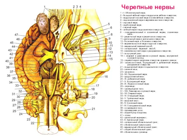 Черепные нервы 1 – I. Обонятельный нерв; 2 - большой нёбный