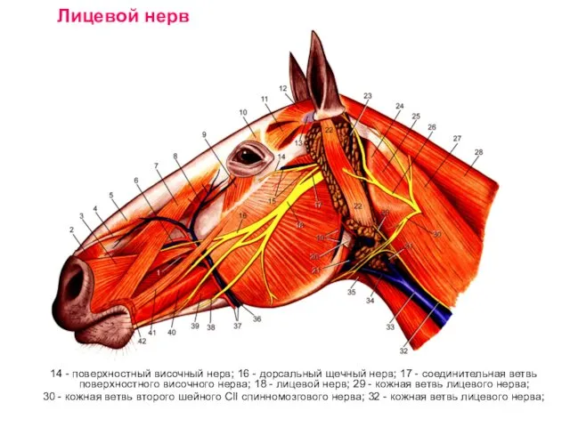 Лицевой нерв 14 - поверхностный височный нерв; 16 - дорсальный щечный