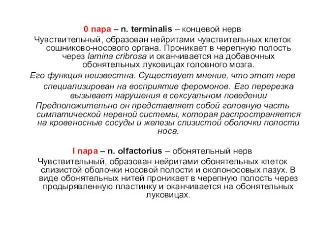 0 пара – n. terminalis – концевой нерв Чувствительный, образован нейритами