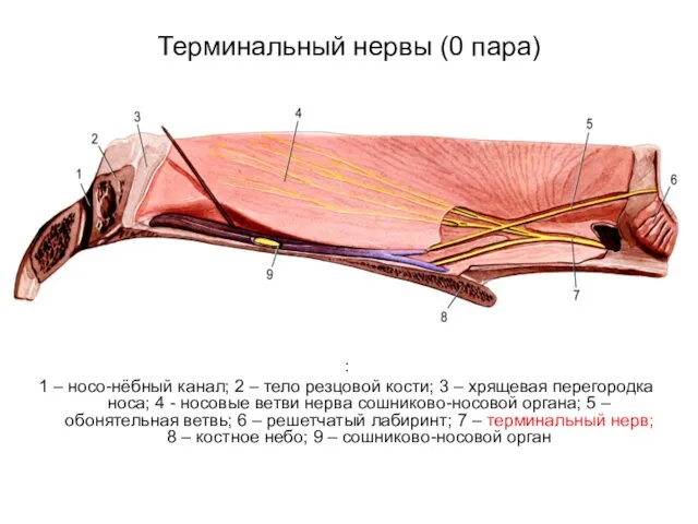 Терминальный нервы (0 пара) : 1 – носо-нёбный канал; 2 –