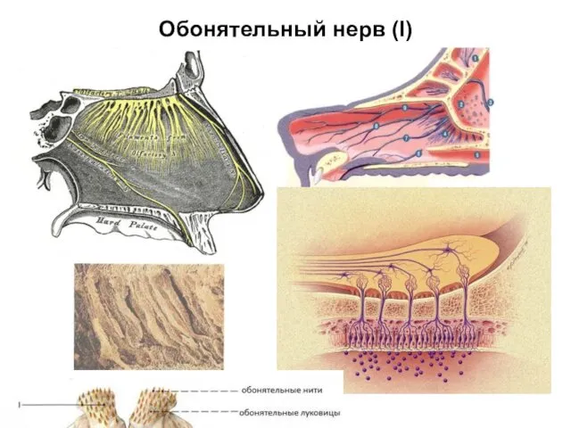 Обонятельный нерв (I)