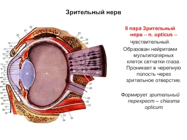 Зрительный нерв II пара Зрительный нерв – n. opticus – чувствительный.