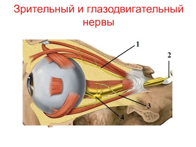 Зрительный и глазодвигательный нервы