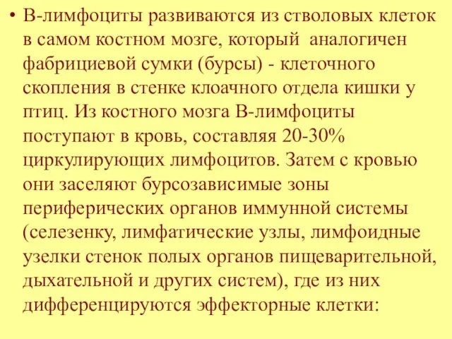 В-лимфоциты развиваются из стволовых клеток в самом костном мозге, который аналогичен