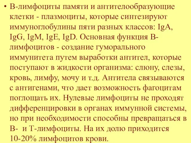 В-лимфоциты памяти и антителообразующие клетки - плазмоциты, которые синтезируют иммуноглобулины пяти