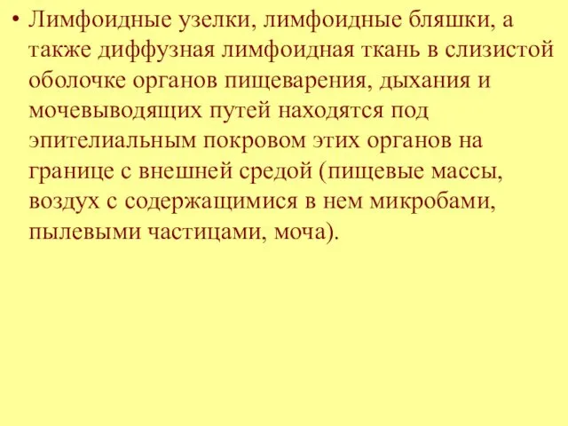 Лимфоидные узелки, лимфоидные бляшки, а также диффузная лимфоидная ткань в слизистой