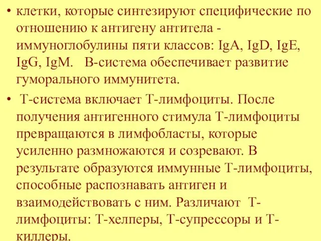 клетки, которые синтезируют специфические по отношению к антигену антитела - иммуноглобулины