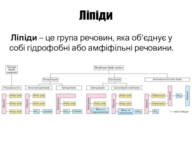 Ліпіди Ліпіди – це група речовин, яка об’єднує у собі гідрофобні або амфіфільні речовини.