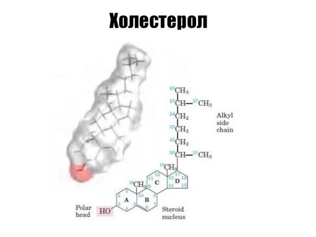 Холестерол