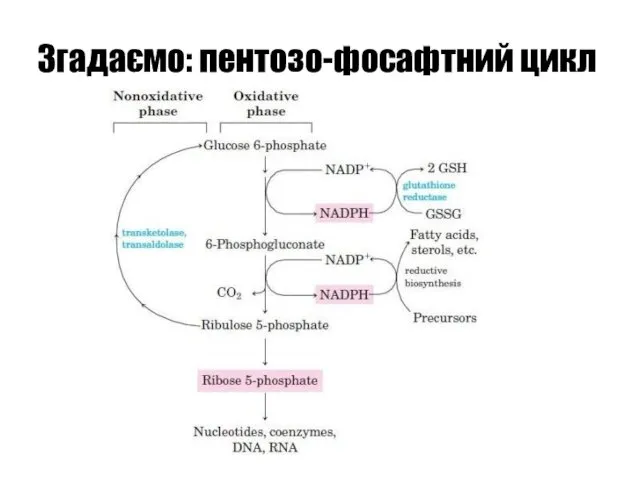 Згадаємо: пентозо-фосафтний цикл