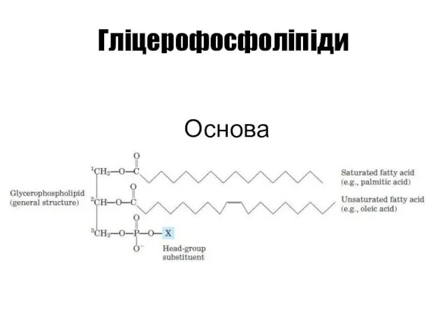 Гліцерофосфоліпіди Основа