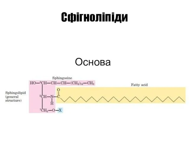 Сфігноліпіди Основа