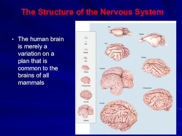 The Structure of the Nervous System The human brain is merely