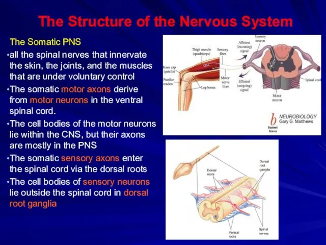 The Structure of the Nervous System The Somatic PNS all the