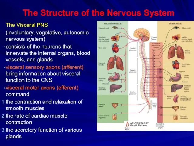 The Structure of the Nervous System The Visceral PNS (involuntary, vegetative,