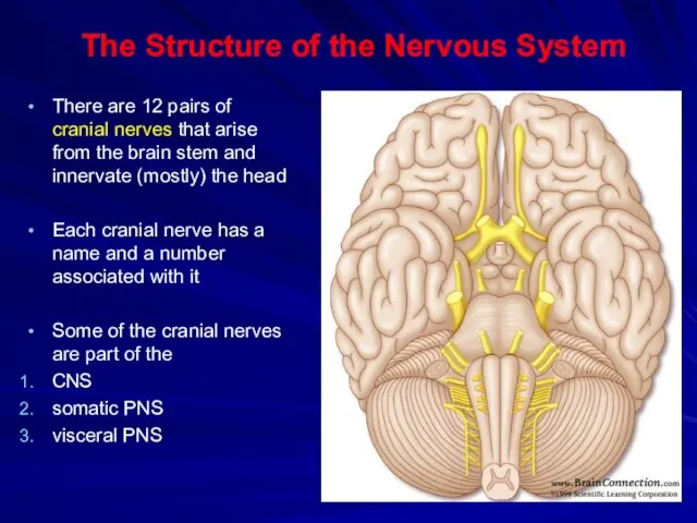 The Structure of the Nervous System There are 12 pairs of