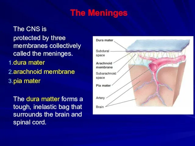 The Meninges The CNS is protected by three membranes collectively called