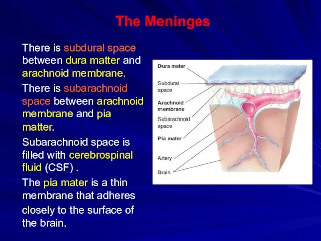 The Meninges There is subdural space between dura matter and arachnoid