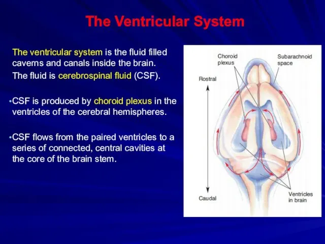 The Ventricular System The ventricular system is the fluid filled caverns