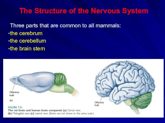 The Structure of the Nervous System Three parts that are common