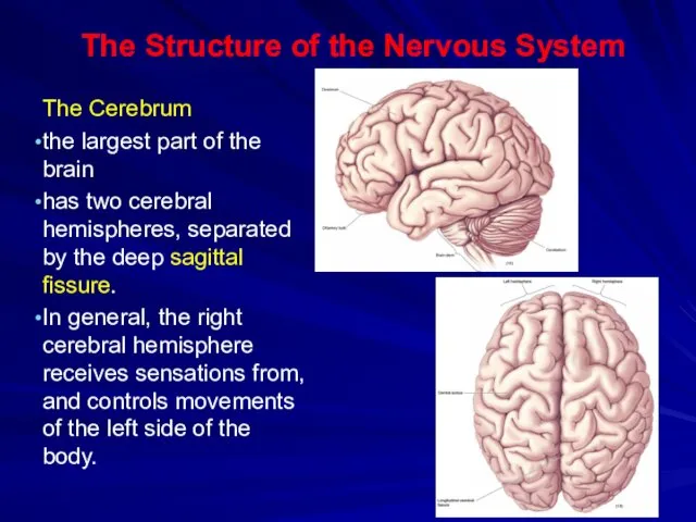 The Structure of the Nervous System The Cerebrum the largest part