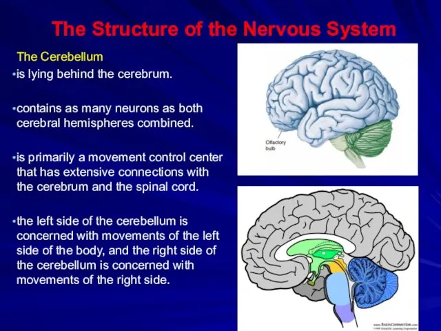 The Structure of the Nervous System The Cerebellum is lying behind