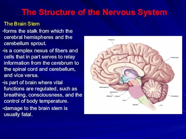 The Structure of the Nervous System The Brain Stem forms the