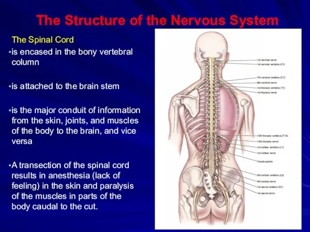 The Structure of the Nervous System The Spinal Cord is encased