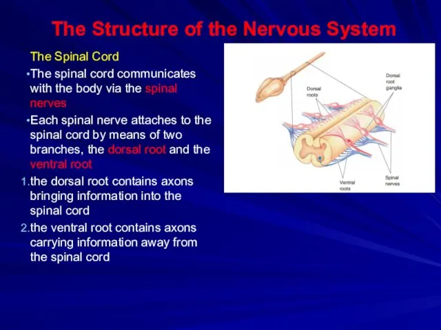 The Structure of the Nervous System The Spinal Cord The spinal