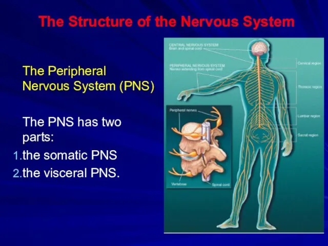 The Structure of the Nervous System The Peripheral Nervous System (PNS)