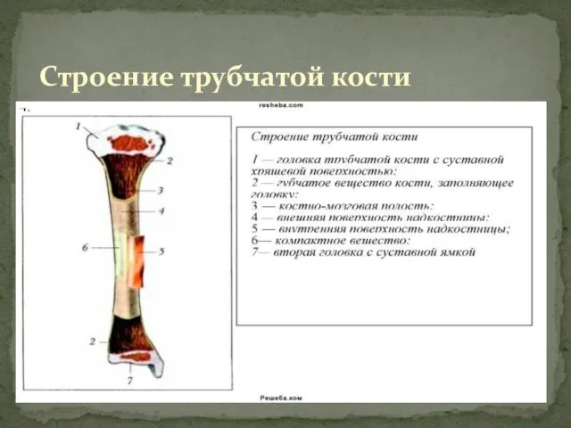 Строение трубчатой кости