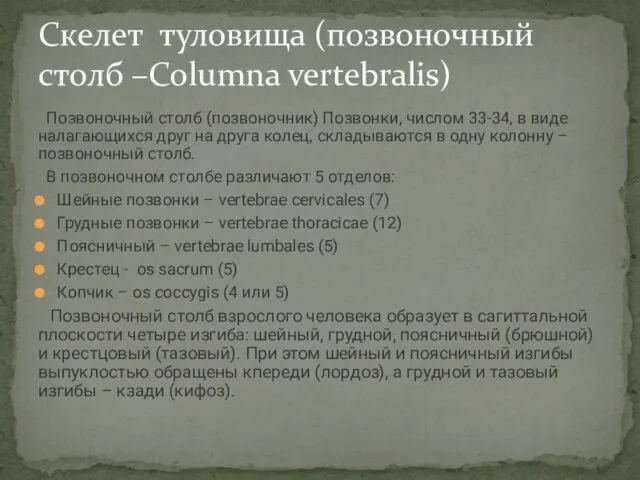 Позвоночный столб (позвоночник) Позвонки, числом 33-34, в виде налагающихся друг на