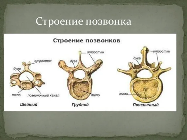 Строение позвонка